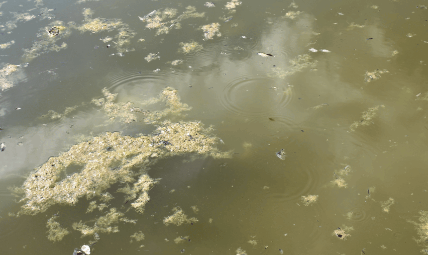 Pond water that appears murky with brown and green hues.