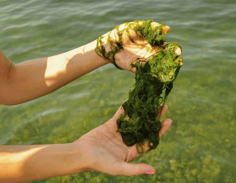 Hand pulling out string algae from a pond.