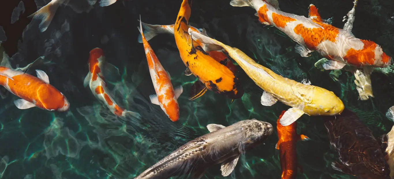 Multiple colorful koi fish swimming in crystal clear water