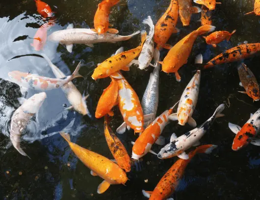 Numerous koi fish gathered and ate at the pond’s surface.